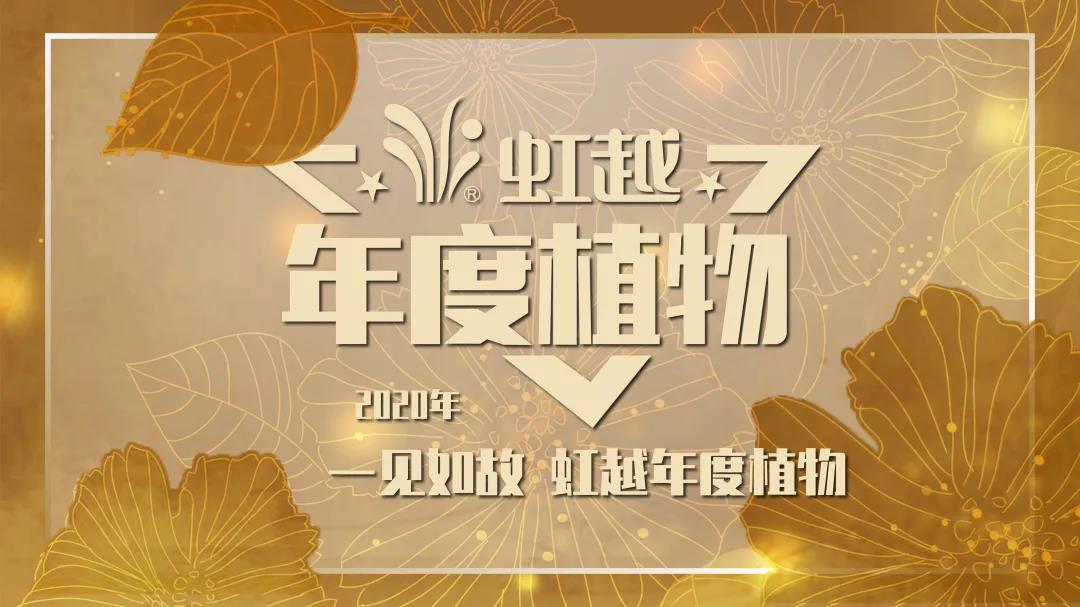 你好哇，2020虹越年度开云在线登录官网！