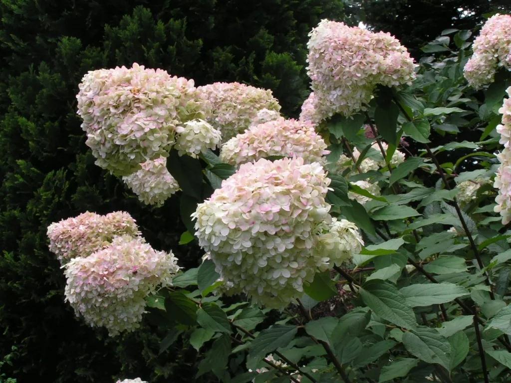 种棵绣球，繁花似锦一夏天，清新无限！