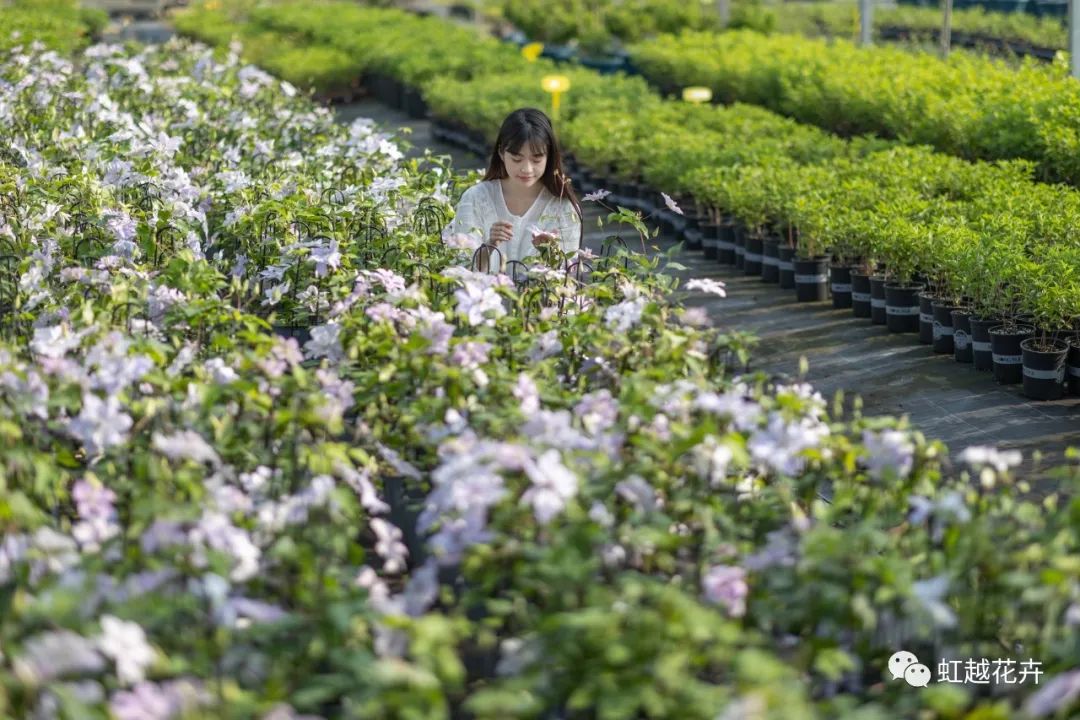 开云在线登录官网品种错版的两面价值 | 虹越视角